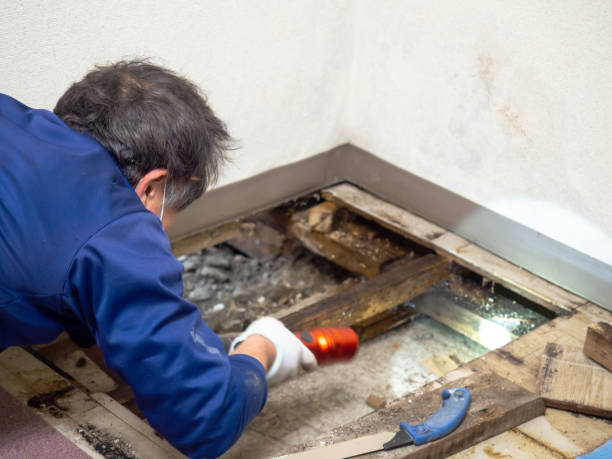 Best Professional Mold Removal  in Cahokia, IL