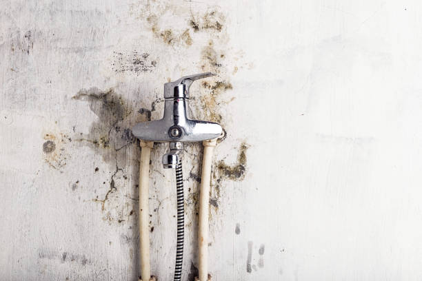 Best Same-Day Mold Removal  in Cahokia, IL