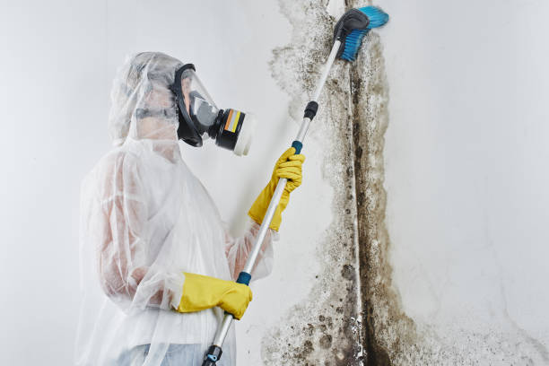Mold Removal Process in Cahokia, IL