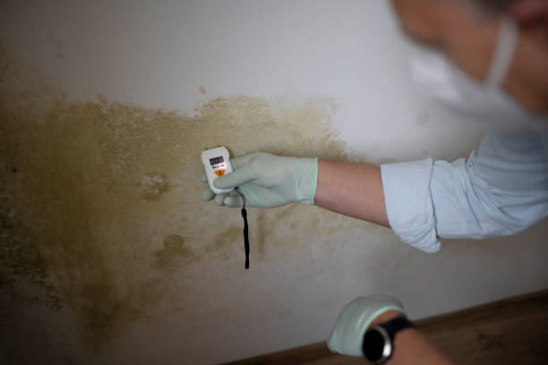 Best Mold Remediation  in Cahokia, IL