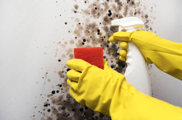 Best Mold Inspection  in Cahokia, IL