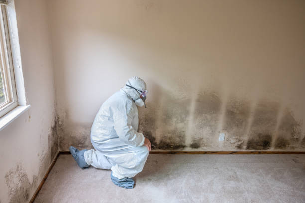 Best Mold Removal Specialists  in Cahokia, IL