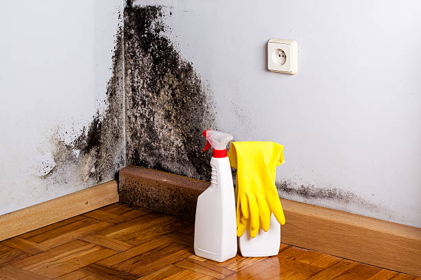 Attic Mold Removal in Cahokia, IL