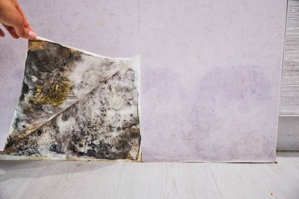 Best Attic Mold Removal  in Cahokia, IL